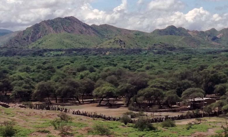 Foto panorámica del Santuario Historico del bosque de pomac Lambayeque