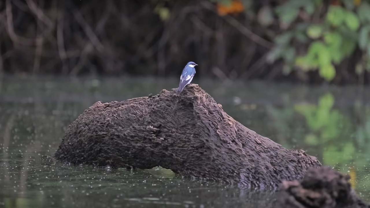 Aves en Tambopata Madre de Dios